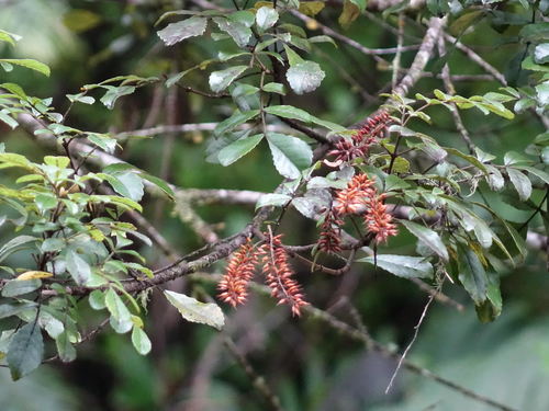 Tawhero (Pterophylla sylvicola)