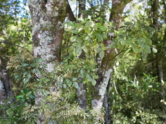 Tawhero (Pterophylla sylvicola)