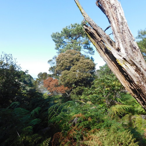 Tawhero (Pterophylla sylvicola)