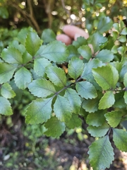 Tawhero (Pterophylla sylvicola)