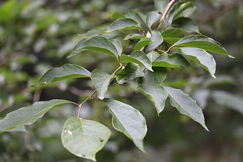 Pterostyrax corymbosus: 杭州植物园 小叶白辛树
