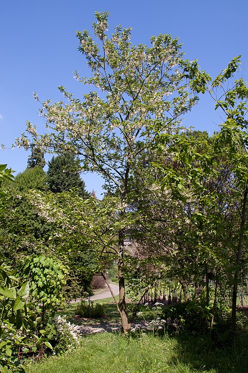 Pterostyrax corymbosus: Pterostyrax corymbosus - Floraison - Jardin botanique de Strasbourg - France