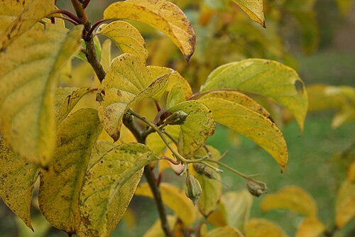 Pterostyrax corymbosus: Pterostyrax corymbosa: Fruits and foliage