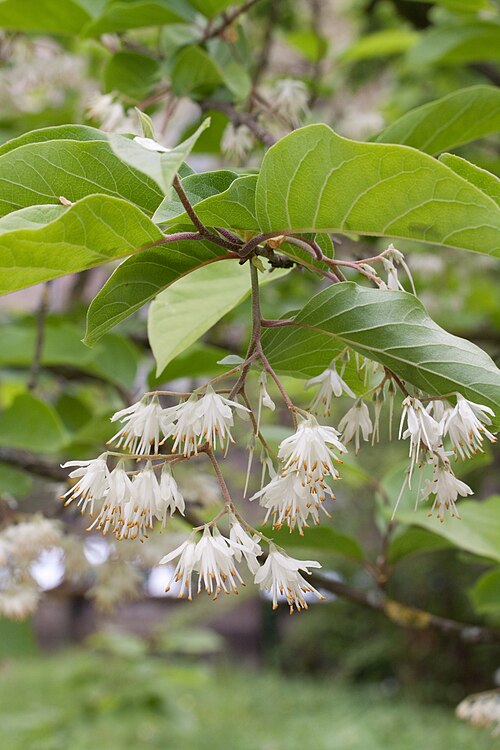 Pterostyrax corymbosus: Fleurs de Ptérostyrax corymbosus - Jardin botanique de Strasbourg - France