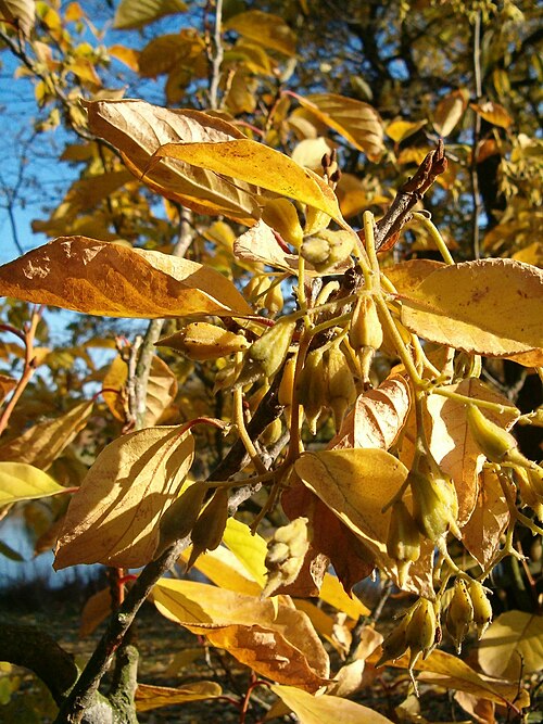 Pterostyrax corymbosus (Pterostyrax corymbosus)