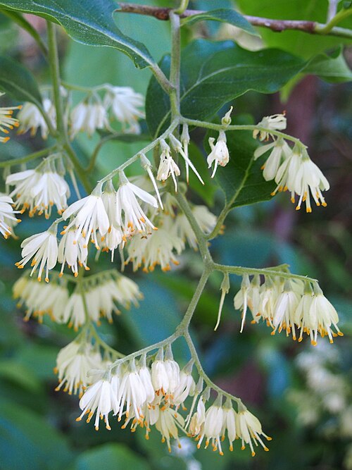 Pterostyrax corymbosus: Pterostyrax corymbosus in flower, tree cultivated in the Wrocław University Botanial Garden, Wrocław, Poland.