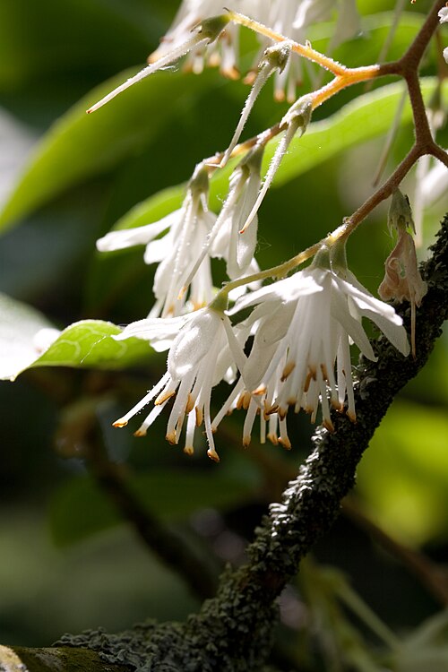 Pterostyrax corymbosus: Fleurs de Pterostyrax corymbosus - Jardin botanique de Strasbourg - France
