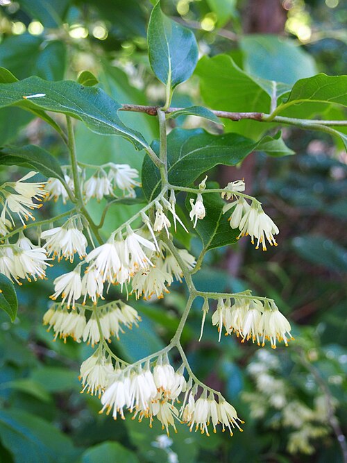 Pterostyrax corymbosus: Pterostyrax corymbosus in flower, tree cultivated in the Wrocław University Botanial Garden, Wrocław, Poland.