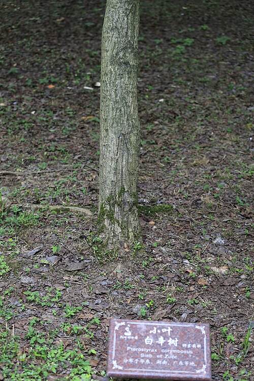 Pterostyrax corymbosus: 杭州植物园 小叶白辛树