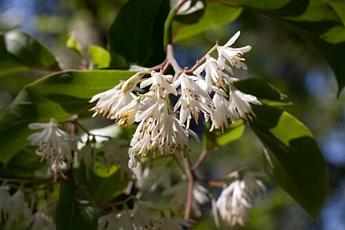 Pterostyrax corymbosus: Fleurs de Pterostyrax corymbosus - Jardin botanique de Strasbourg - France