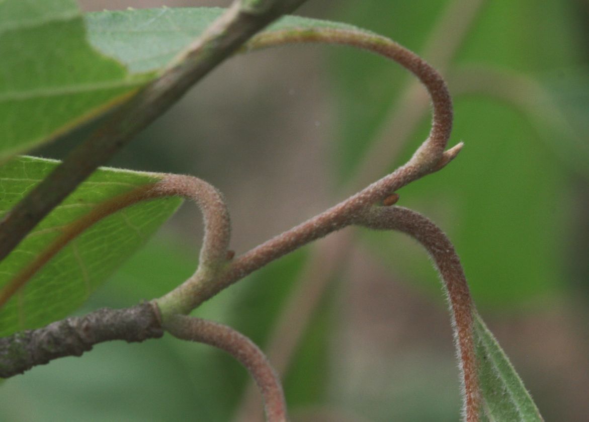 Pterostyrax corymbosus: Branch of Pterostyrax corymbosus, Dendrological Graden Průhonice, Czech Republic