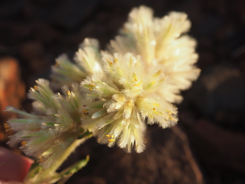 Ptilotus auriculifolius (Ptilotus auriculifolius)