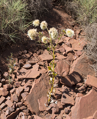 Ptilotus auriculifolius (Ptilotus auriculifolius)