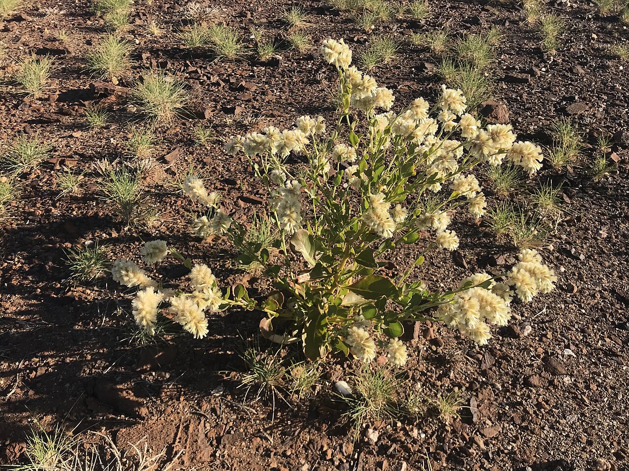 Ptilotus auriculifolius: Ptilotus auriculifolius in Australia