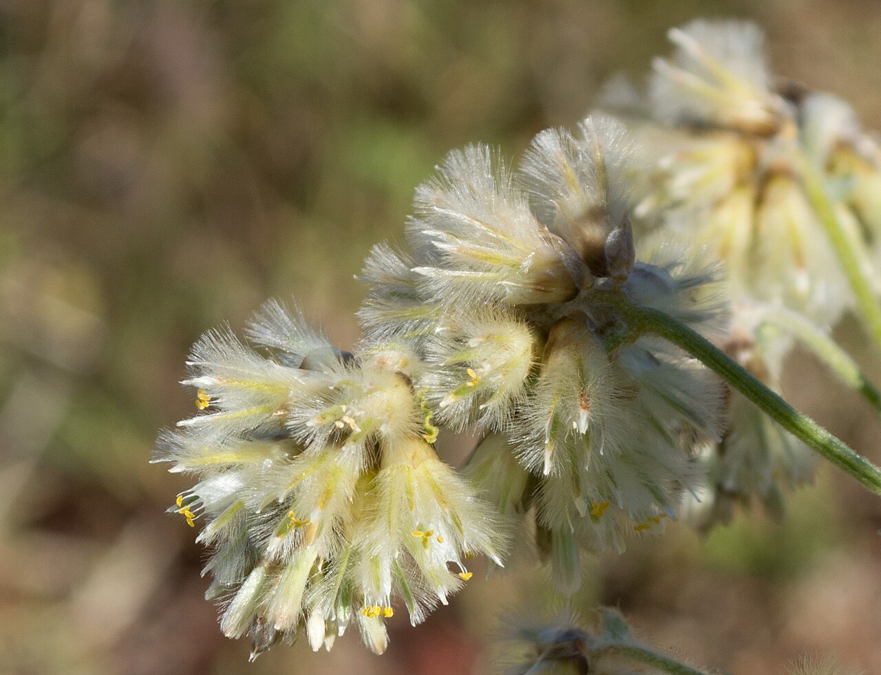 Ptilotus auriculifolius: Inflorescence of Ptilotus auriculifolius (Moq.) F.Muell.