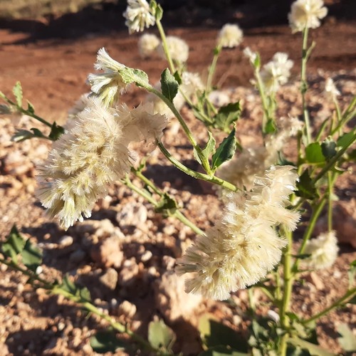 Ptilotus auriculifolius (Ptilotus auriculifolius)