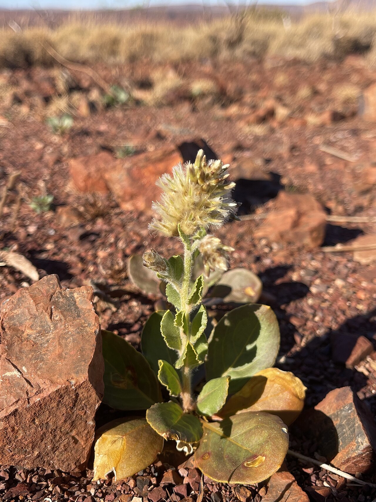 Ptilotus auriculifolius: Ptilotus auriculifolius in Australia