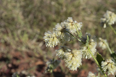 Ptilotus auriculifolius (Ptilotus auriculifolius)