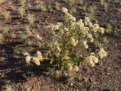 Ptilotus auriculifolius (Ptilotus auriculifolius)