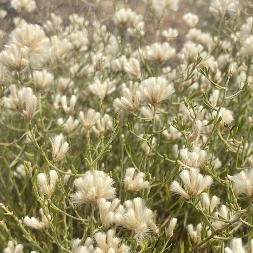 Climbing mulla mulla (Ptilotus divaricatus)