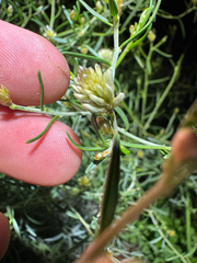 Climbing mulla mulla (Ptilotus divaricatus)