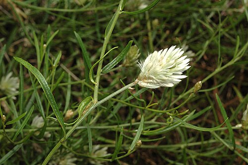 Climbing mulla mulla: Ptilotus divaricatus in the Australian National Botanic Gardens