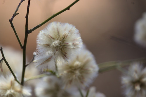 Climbing mulla mulla (Ptilotus divaricatus)