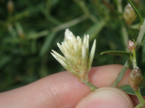 Climbing mulla mulla (Ptilotus divaricatus)