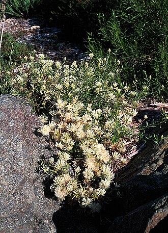 Climbing mulla mulla: Ptilotus divaricatus habit in the Australian National Botanic Gardens