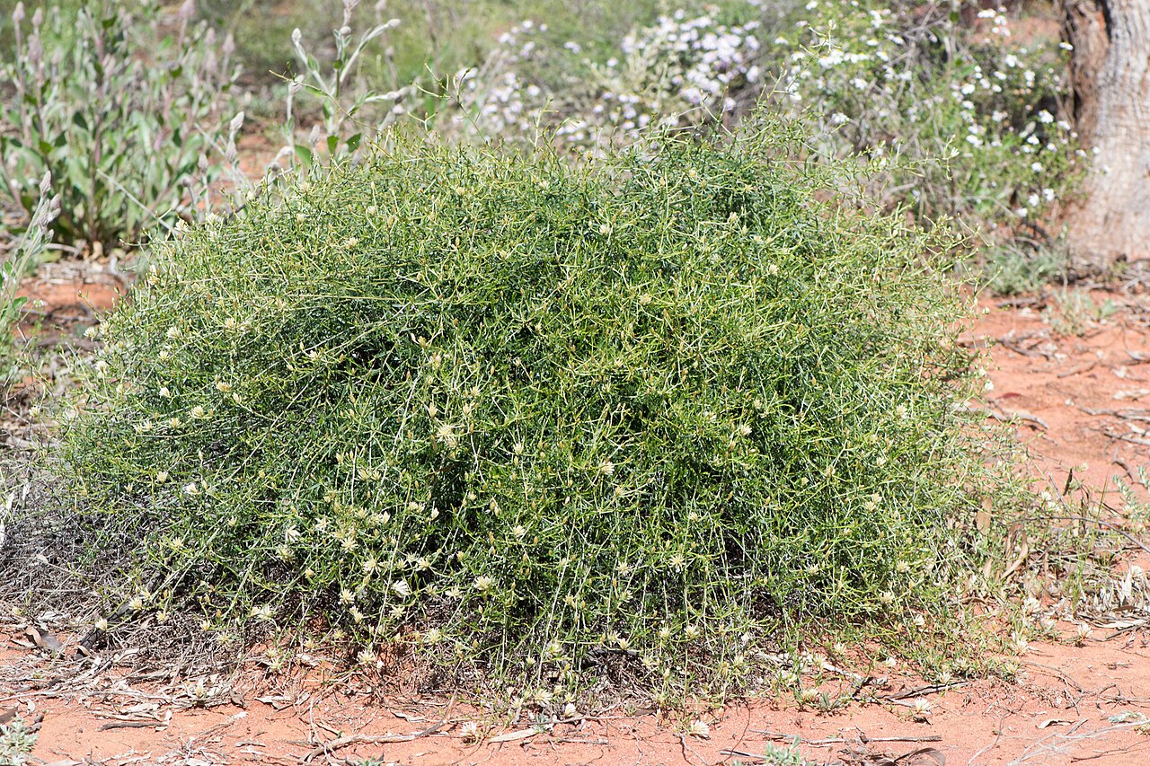 Climbing mulla mulla: Climbing mulla mulla ( Ptilotus divaricatus ) in Australia