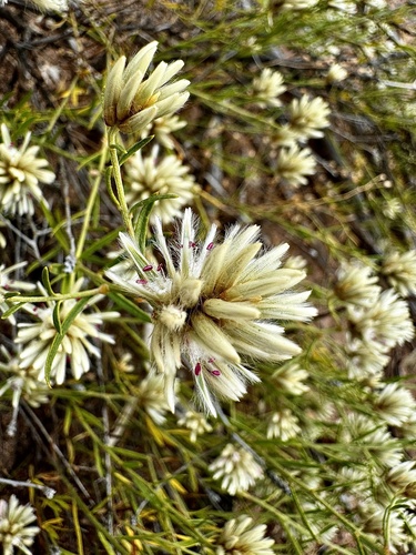 Climbing mulla mulla (Ptilotus divaricatus)