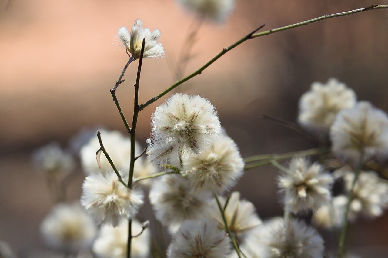 Climbing mulla mulla: Climbing mulla mulla ( Ptilotus divaricatus ) in Australia
