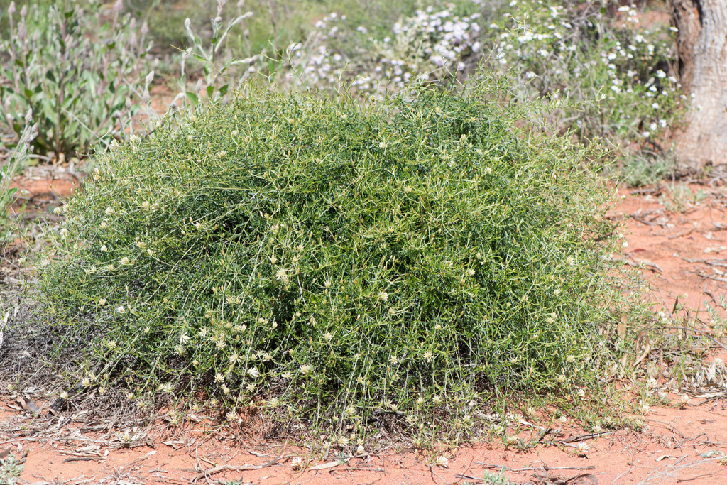 Climbing mulla mulla (Ptilotus divaricatus)