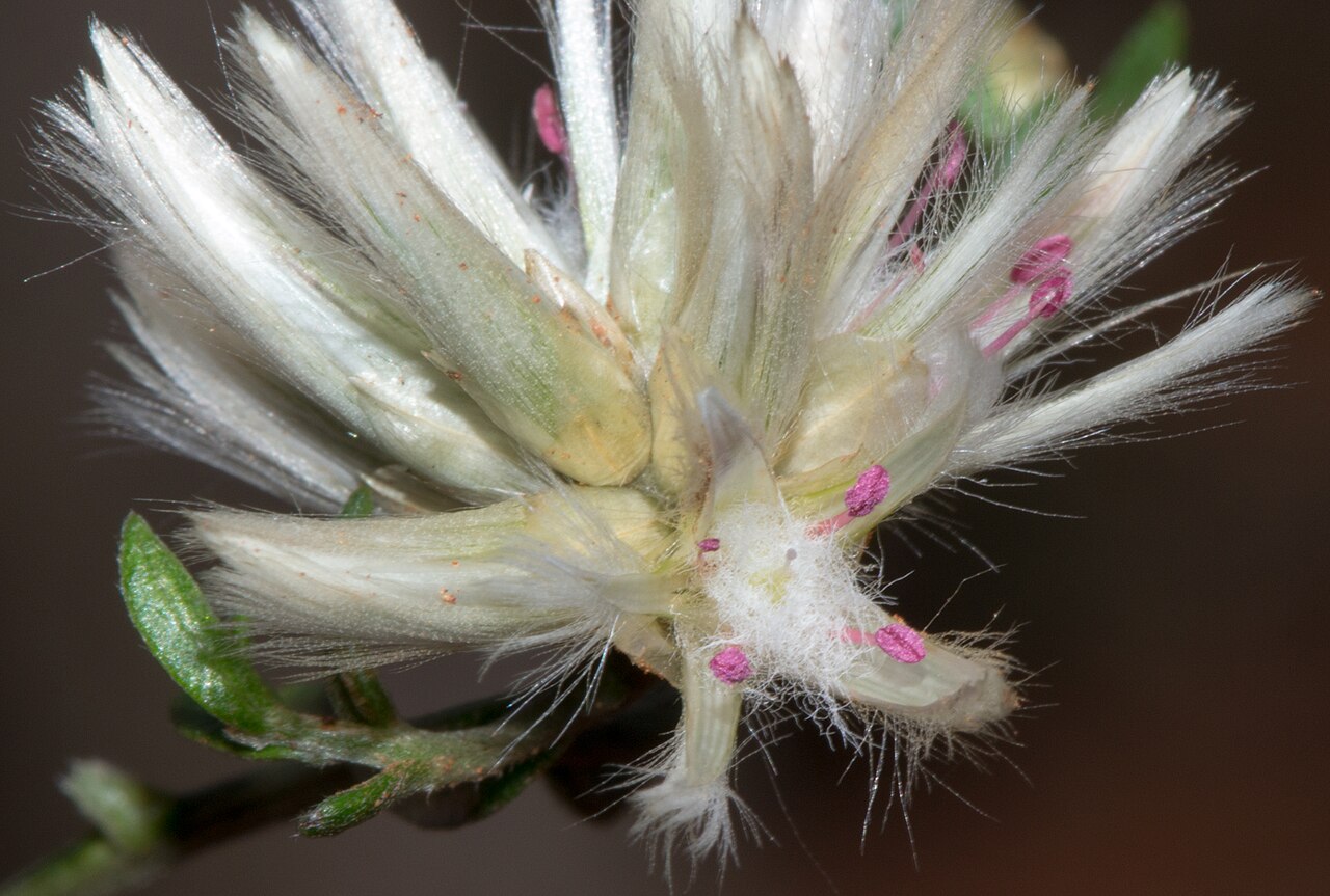 Climbing mulla mulla: Ptilotus divaricatus (Moq.) F.Muell. in the Wheatbelt, Western Australia