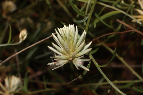 Climbing mulla mulla (Ptilotus divaricatus)