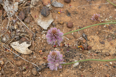 Ptilotus drummondii (Ptilotus drummondii)