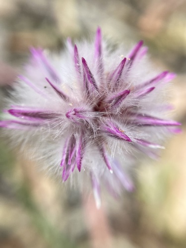 Ptilotus drummondii (Ptilotus drummondii)