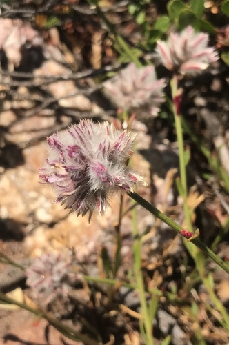 Ptilotus drummondii (Ptilotus drummondii)