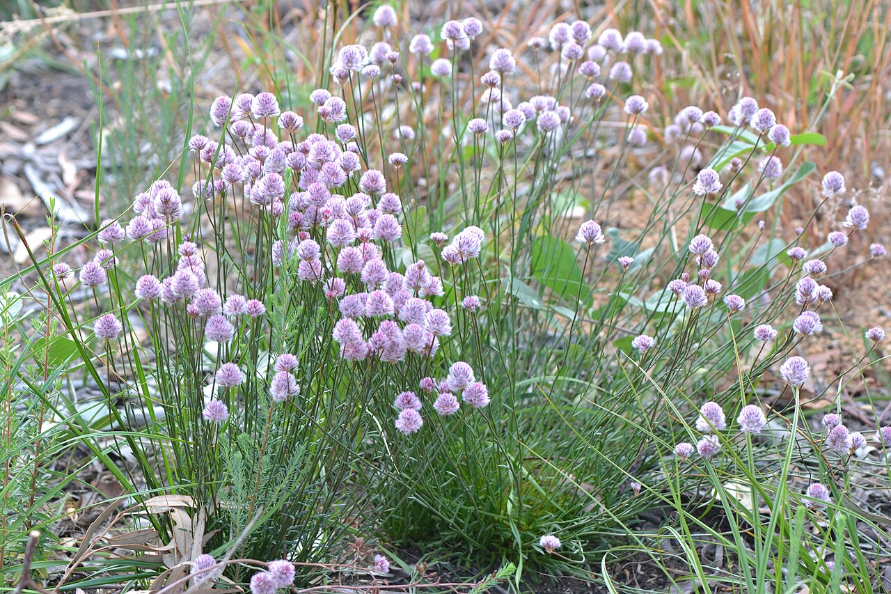 Ptilotus drummondii: Ptilotus drummondii (Moq.) F.Muell. near Baker's Hill, Western Australia, showing the clumping habit