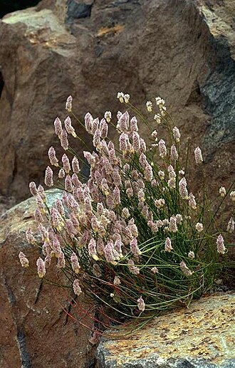 Ptilotus drummondii: Ptilotus drummondii var. drummondii in the Australian National Botanic Gardens