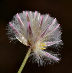Ptilotus drummondii (Ptilotus drummondii)
