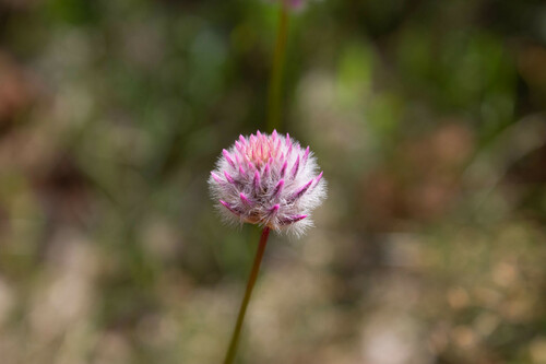 Ptilotus drummondii (Ptilotus drummondii)