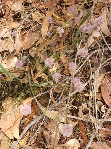 Ptilotus drummondii (Ptilotus drummondii)