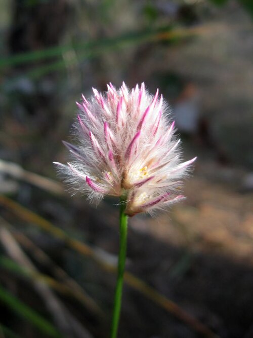 Ptilotus drummondii: Ptilotus drummondii
