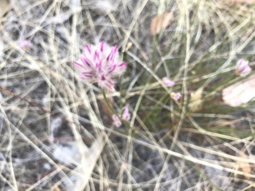 Ptilotus drummondii (Ptilotus drummondii)