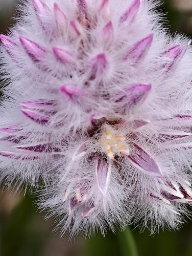 Ptilotus drummondii (Ptilotus drummondii)