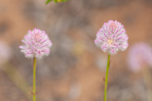 Ptilotus drummondii (Ptilotus drummondii)