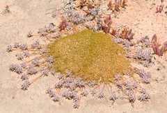 Ptilotus fasciculatus (Ptilotus fasciculatus)