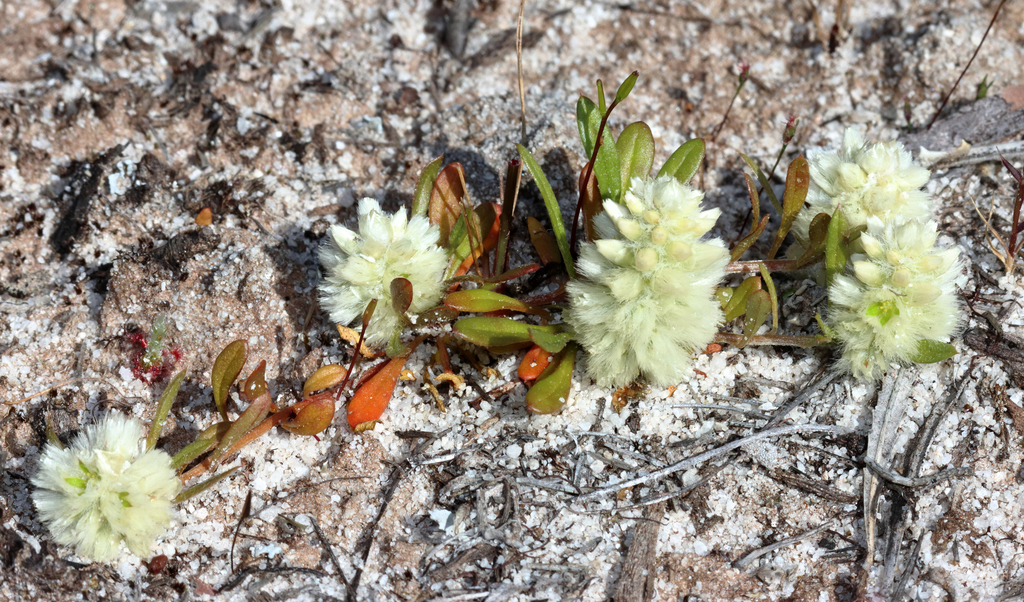 Ptilotus humilis (Ptilotus humilis)