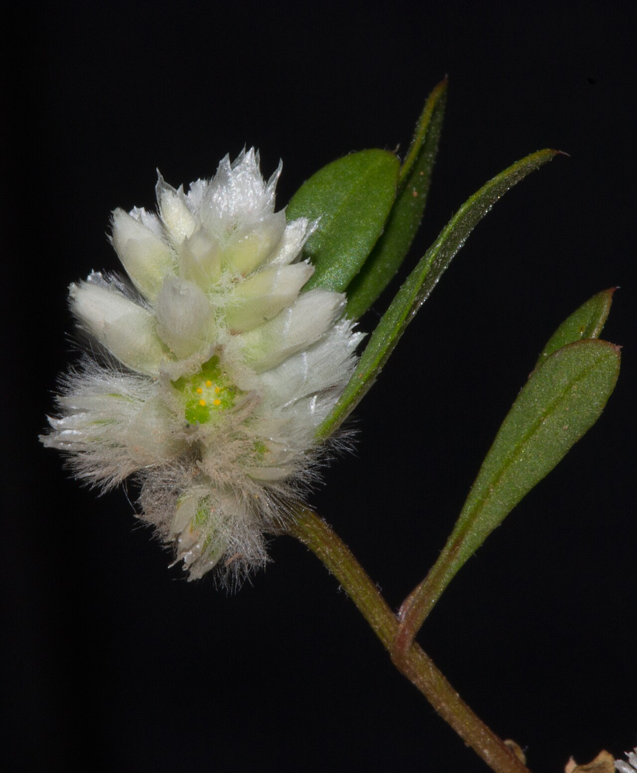 Ptilotus humilis: Flowering stem of Ptilotus humilis (Nees) F.Muell.